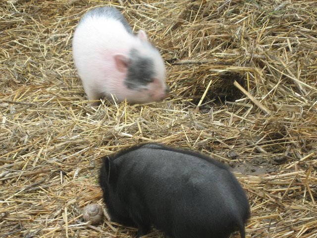 img00009.jpg